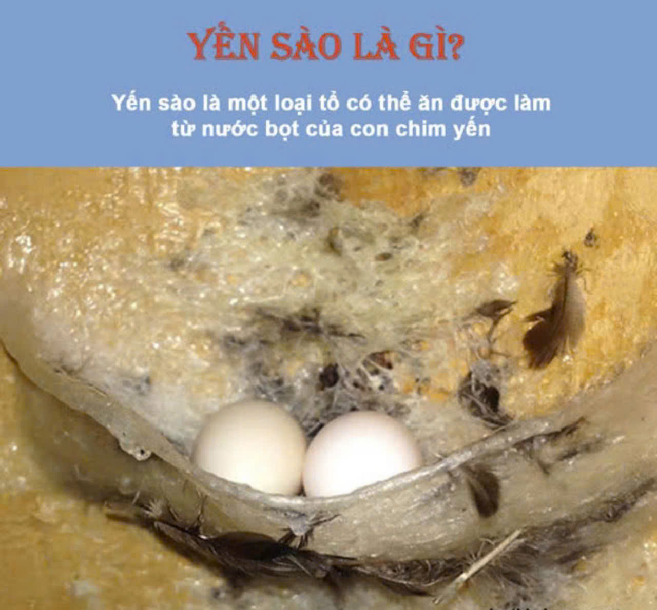 to-yen-la-gi